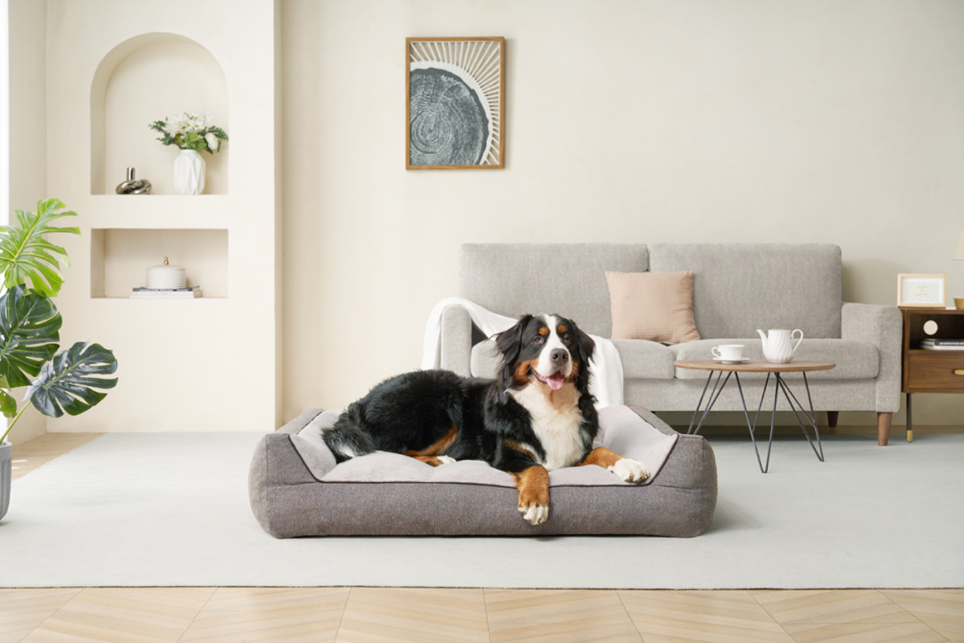 图片 30天狂卖2118万!冷门宠物家具成海外爆单新风口