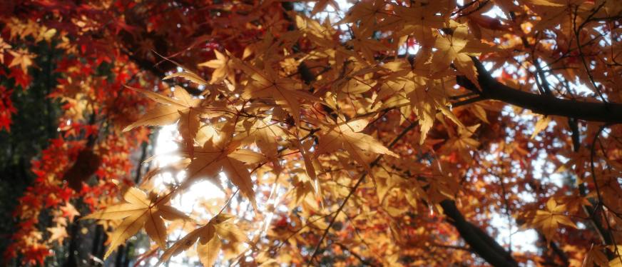 注意！俄罗斯 4 月 15 日 VPN 全面封锁：政策全解、对中企 / 卖家冲击与实操应对指南