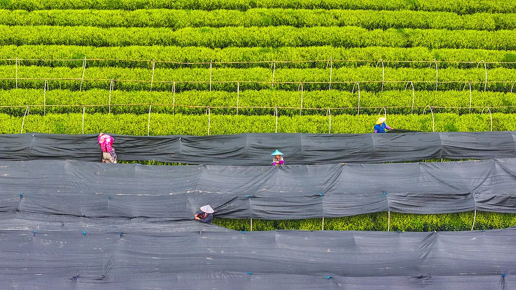 “我们是抹茶的发源地，但全世界只知道日本”