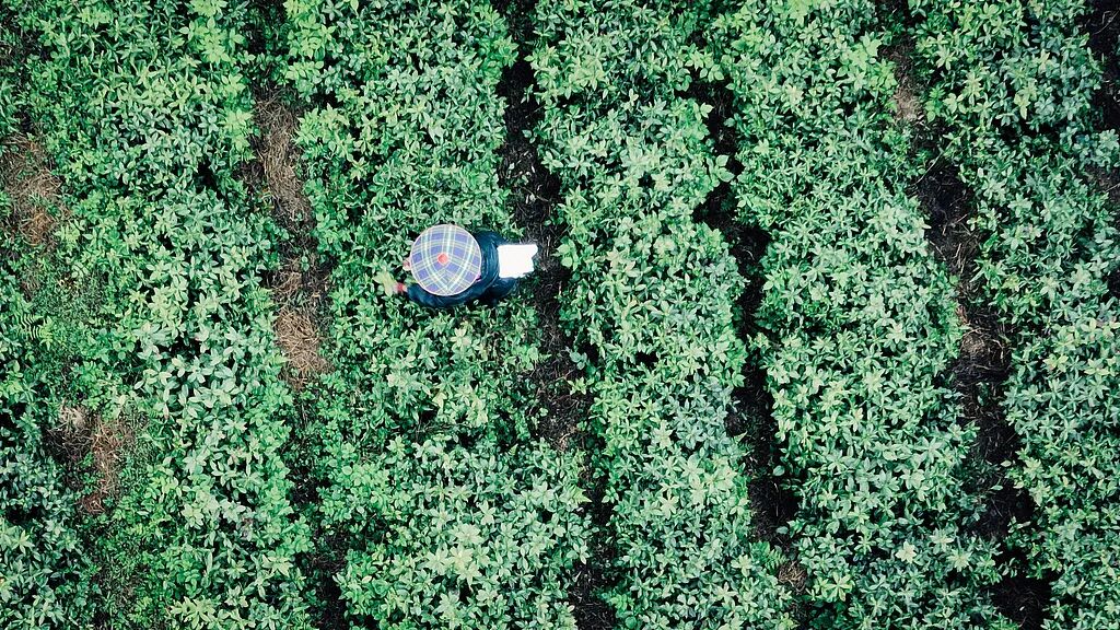 “我们是抹茶的发源地，但全世界只知道日本”