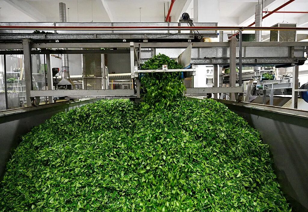 “我们是抹茶的发源地，但全世界只知道日本”