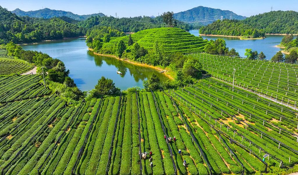 “我们是抹茶的发源地，但全世界只知道日本”