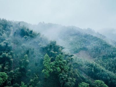 “我们是抹茶的发源地，但全世界只知道日本”