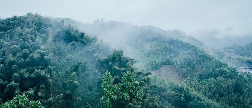 “我们是抹茶的发源地，但全世界只知道日本”