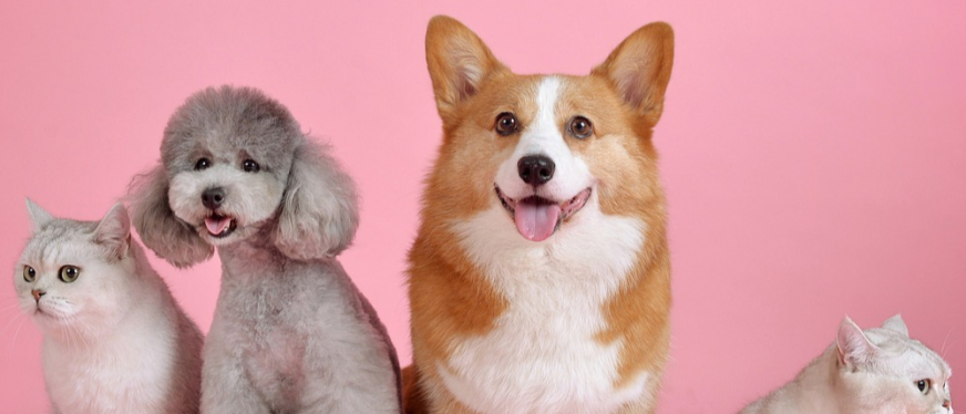 把握春日商机:宠物经济热潮下猫狗用品跨境电商选品指南