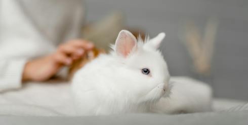 宠物跨境选品清单：2026这10类小产品，复购高、风险低、适合中小卖家