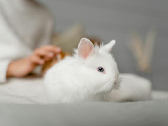 宠物跨境选品清单：2026这10类小产品，复购高、风险低、适合中小卖家