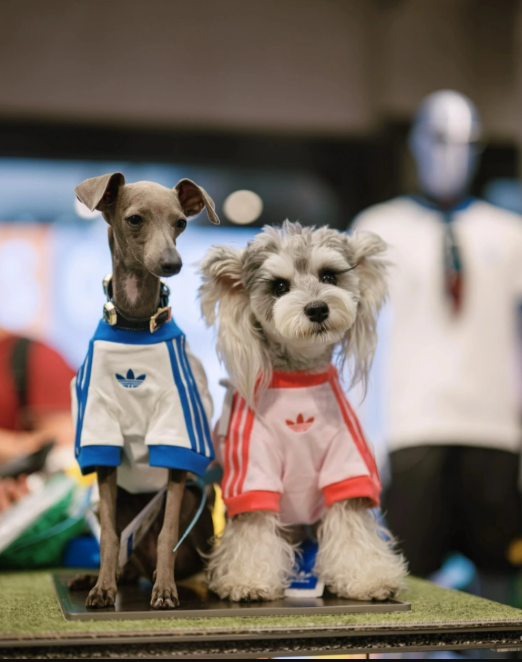 跨境选品新风口：宠物服饰爆发，千万市场红利待挖掘