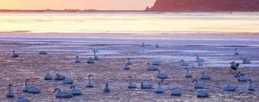 政府工作报告这些新提法、新举措释放什么信号？