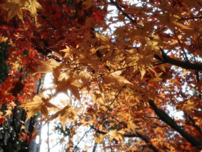 紧急：这21款产品已下证美国外观专利！