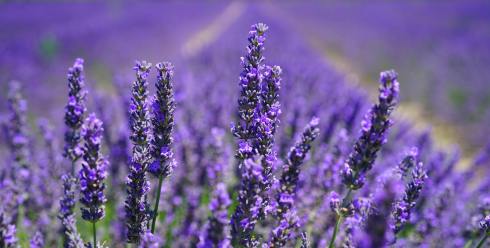 半年GMV 150亿日元！TikTok Shop日本站，下一个“掘金”洼地？