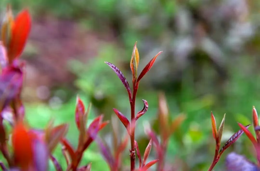 “中国土特产”撬动1020亿美元市场,老外也为之疯狂!