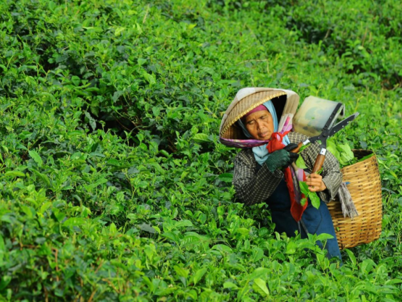 “中国土特产”撬动1020亿美元市场，老外也为之疯狂！