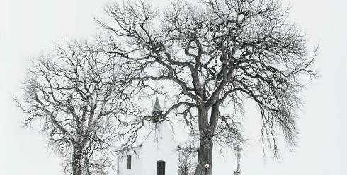 从冷启动到爆单：GMV Max两周冲刺攻略与预算分配策略