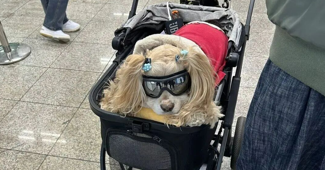 45亿取暖蓝海:宠物电热毯的跨季节增长逻辑与区域策略