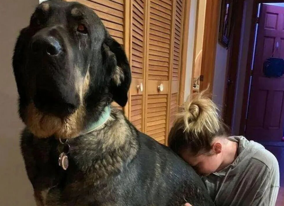 45亿取暖蓝海:宠物电热毯的跨季节增长逻辑与区域策略