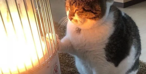 45亿取暖蓝海：宠物电热毯的跨季节增长逻辑与区域策略