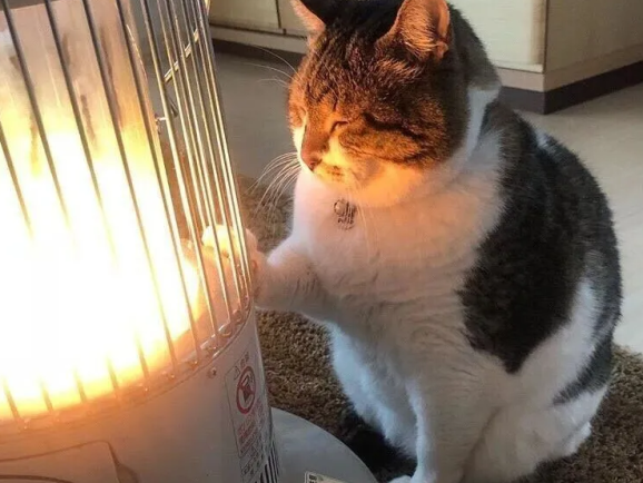 45亿取暖蓝海：宠物电热毯的跨季节增长逻辑与区域策略