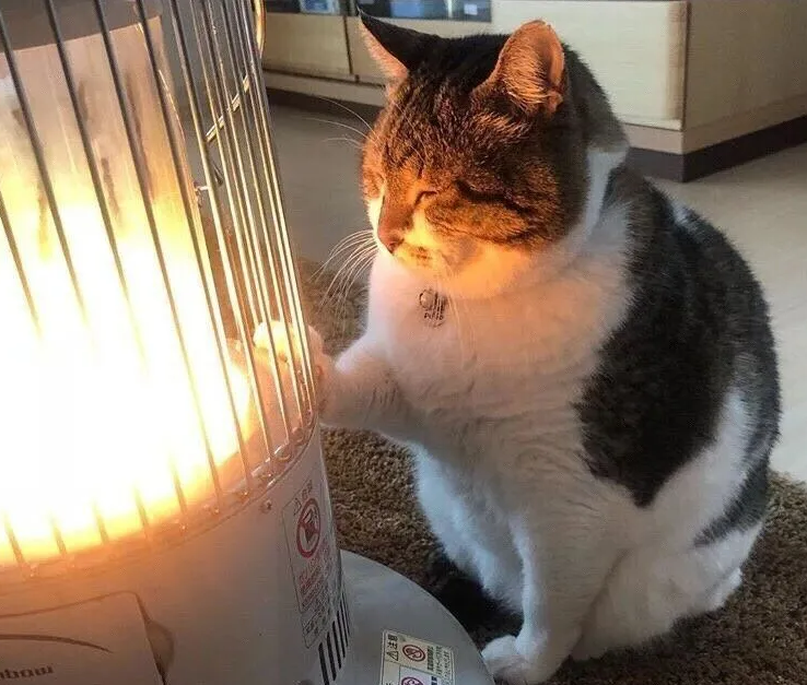 45亿取暖蓝海:宠物电热毯的跨季节增长逻辑与区域策略