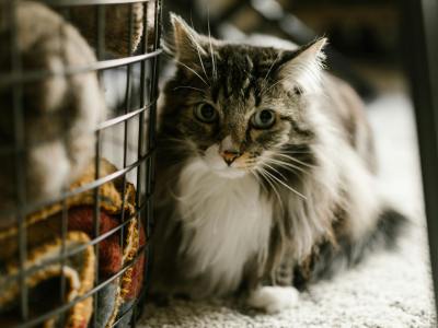 从30万件到2.1亿GMV：Vetreska如何用美学重构宠物赛道？