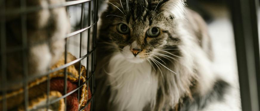 从30万件到2.1亿GMV:Vetreska如何用美学重构宠物赛道?