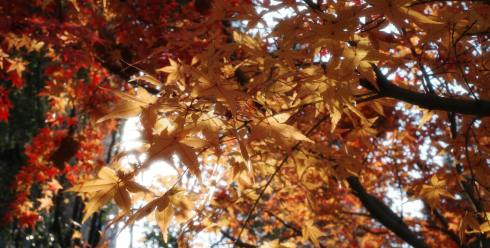 紧急：已有116家店铺侵权被告有名单！新增19张高危图注意规避