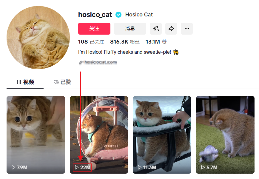 图片 一年吸金上亿!上海又跑出一个宠物赛道的“爆款制造机”!