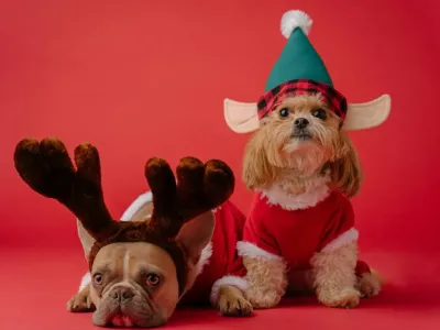 价格翻3倍仍售罄，这个圣诞市场究竟有多疯狂？