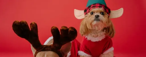 价格翻3倍仍售罄，这个圣诞市场究竟有多疯狂？