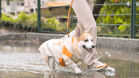 亚马逊跨境选品：狗雨衣日均200单，毛利 61% 的宠物细分爆品