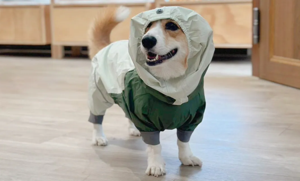 图片 亚马逊跨境选品:狗雨衣日均200单,毛利 61% 的宠物细分爆品