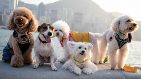 跨境热卖：宠物清洁扫帚，月销 2000 + 单、毛利 74% 的稳赚爆款