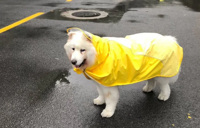 图片 亚马逊跨境选品:狗雨衣日均200单,毛利 61% 的宠物细分爆品