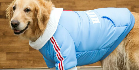 从智能恒温窝到雪地靴：宠物取暖用品成跨境新蓝海