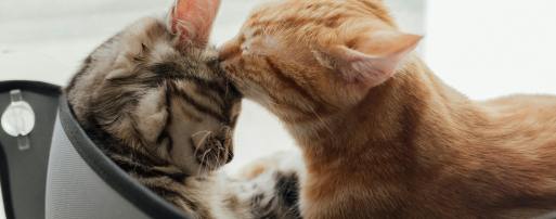 10秒卖一台！这款中国制造的宠物摄像头在亚马逊年销20亿