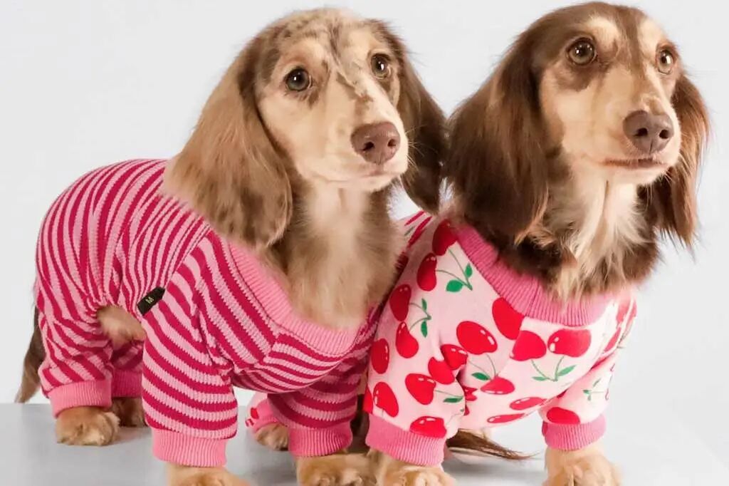 一件狗睡衣，如何成就海外宠物界“优衣库”？