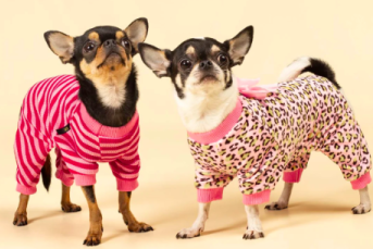 一件狗睡衣，如何成就海外宠物界“优衣库”？