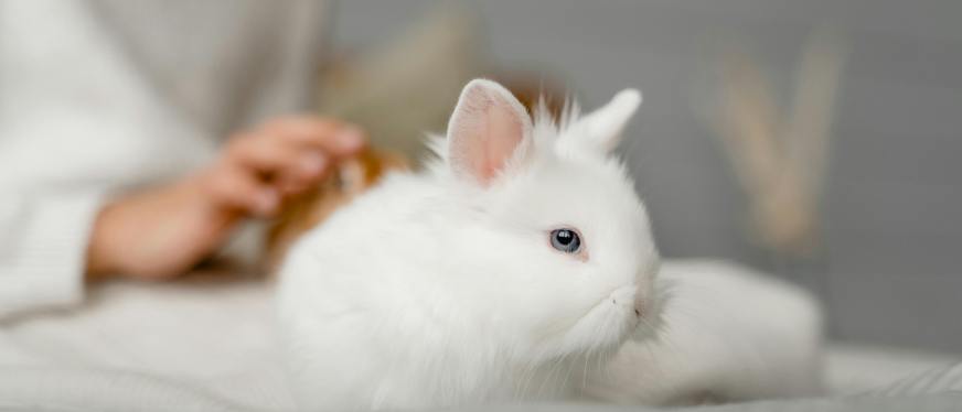 从亚宠展看跨境新机遇：宠物智能三件套欧洲热销启示录