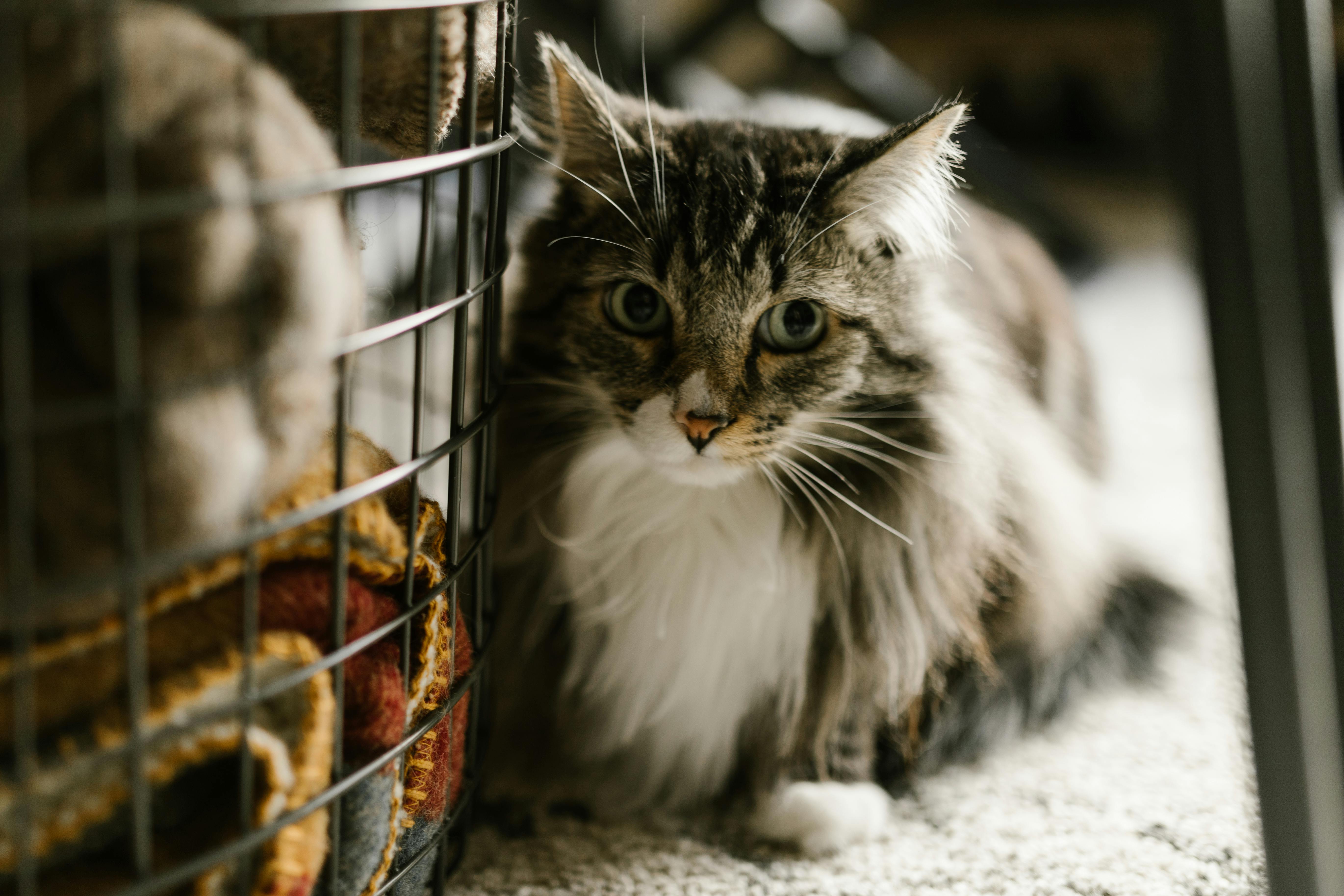 从猫砂盆到异宠箱：eBay平台最新宠物选品指南