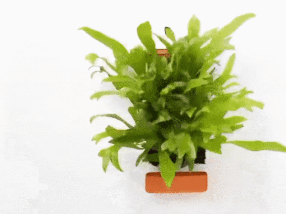 无土水培砖，一个月内获近7000人追捧！在海外狂卷近百万美金