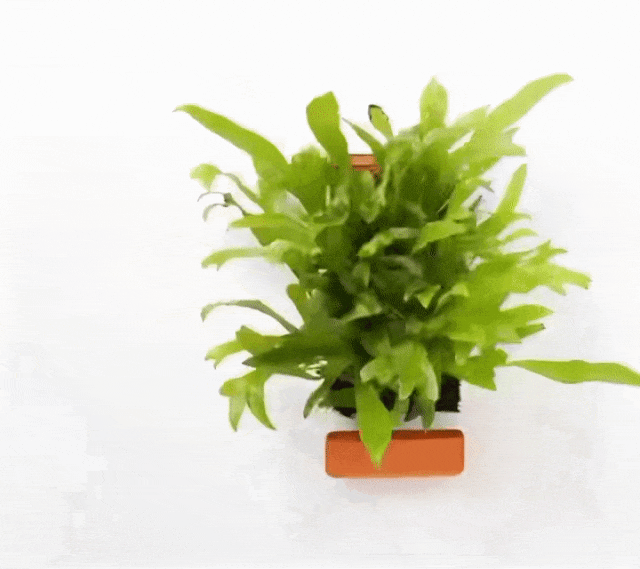 无土水培砖，一个月内获近7000人追捧！在海外狂卷近百万美金