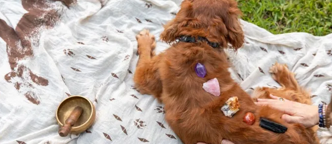 热度暴涨3150%！宠物水晶如何成为情绪消费新风口？