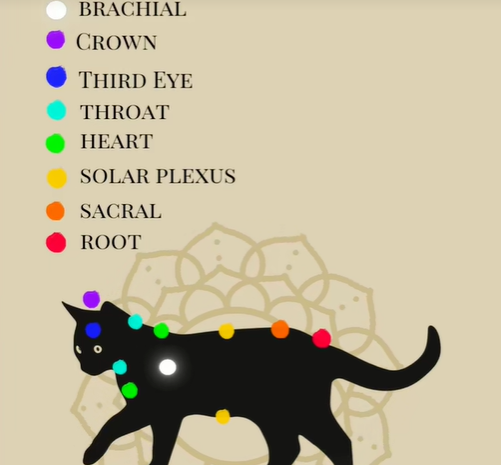 热度暴涨3150%！宠物水晶如何成为情绪消费新风口？