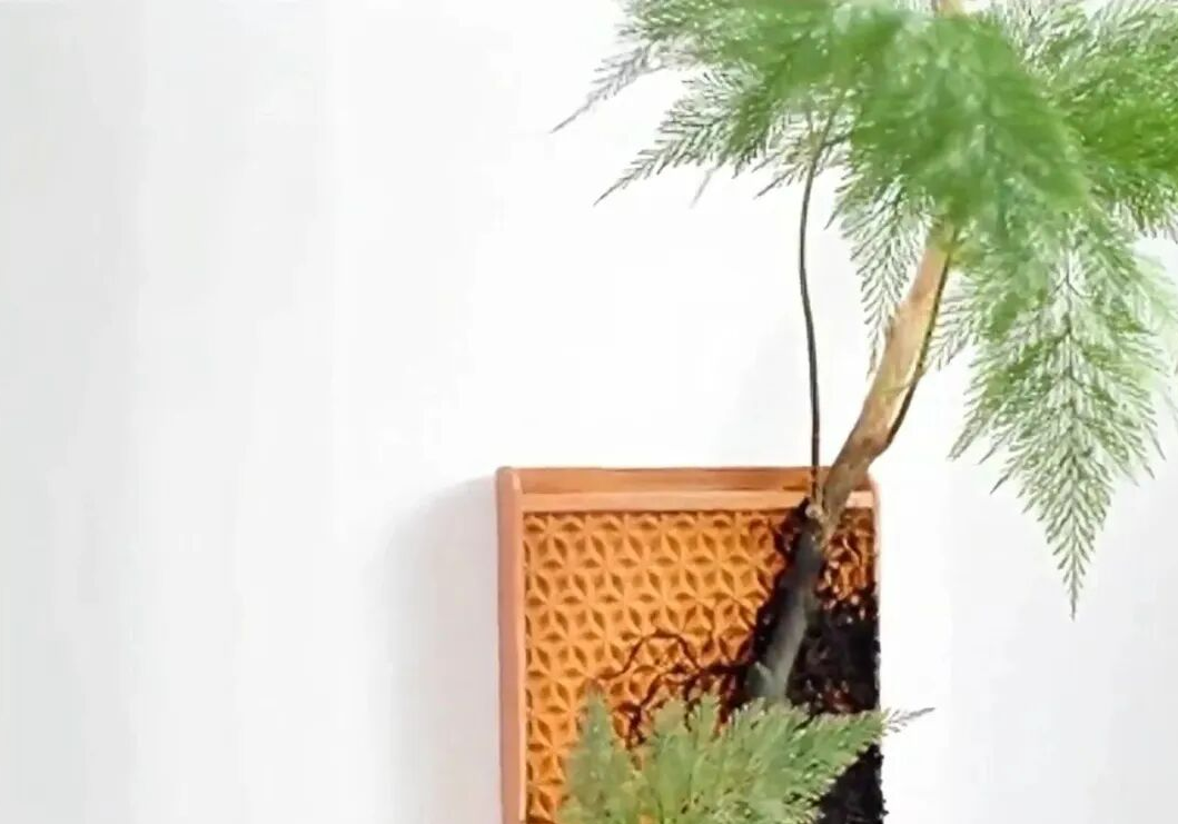 无土水培砖，一个月内获近7000人追捧！在海外狂卷近百万美金