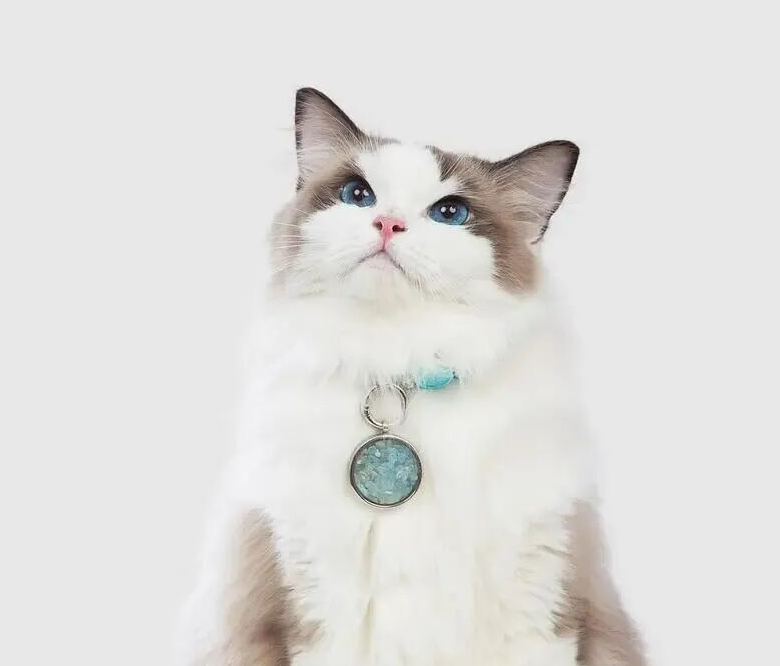 热度暴涨3150%！宠物水晶如何成为情绪消费新风口？