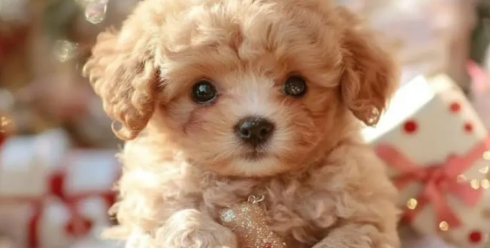 爆卖1.1万件！西班牙TikTok近7天销量王，这款AI机器狗有何魔力？