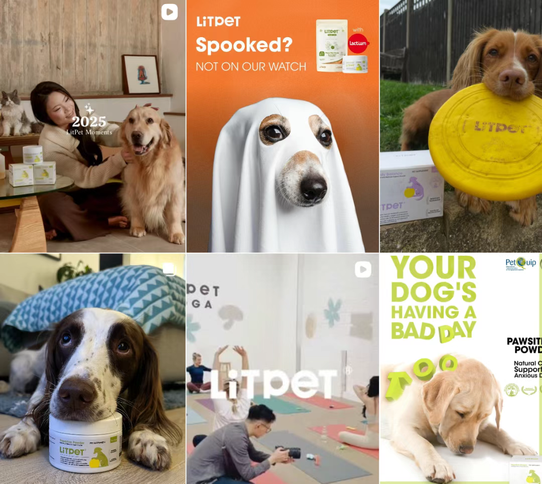 一瓶“东方配方”卖爆欧美！LitPet如何用草本智慧撬动千亿宠物养老市场？