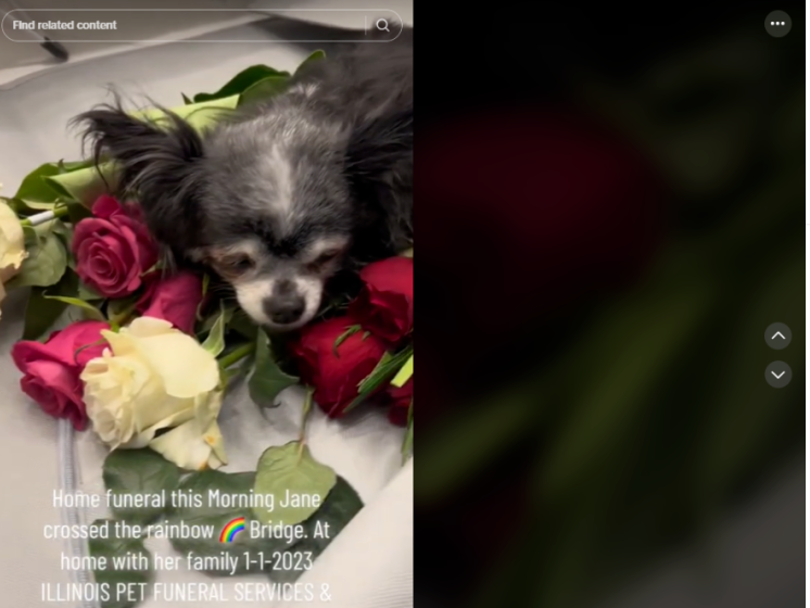 TikTok爆品洞察：年入3600万，宠物赛道又出小众冷门用品