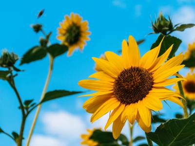 世界杯引爆数亿消费者狂欢！一键拓局美加墨巴，2026亚马逊拉美站新机遇