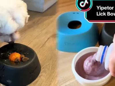 50天狂卖240万！这个"慢食狗碗"在TikTok上杀疯了